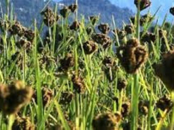 कोदोबालीलाई खुम्रे कीराले सखाप पारेपछि किसान चिन्तित 