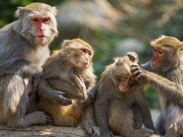 बाँदरको आतंक भएपछि घर वरपरका  रुख काट्न वडा अध्यक्षले चलाए अभियान