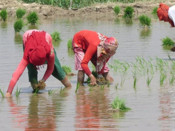 झापाका किसान चैते धानखेतीतर्फ आकर्षित
