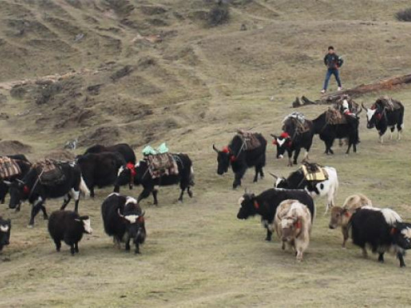 भोजपुरमा चौंरीपालन व्यवसाय घट्दो