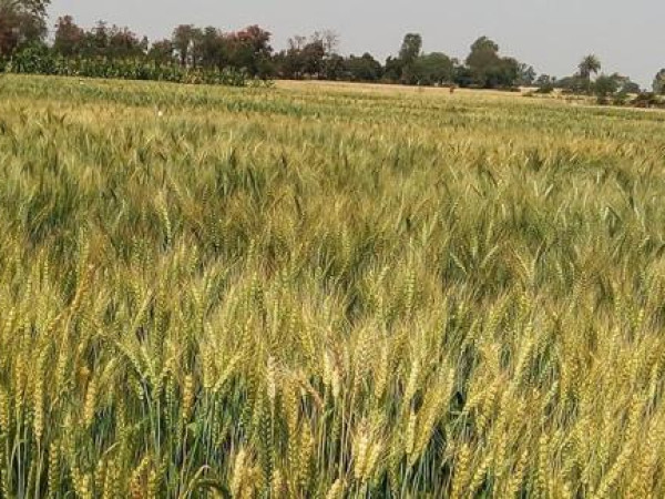 जौँ र उवाको म्याग्दीमा व्यावसायिक खेती