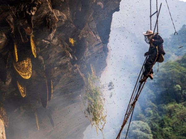म्याग्दीको अन्नपूर्ण गाउँपालिका स्वाँत भिरमा मह शिकार याम सुरु 