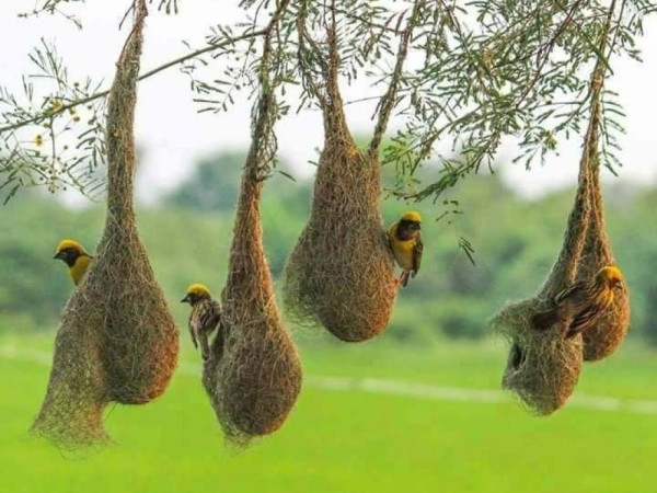 शुक्लाफाँटा राष्ट्रिय निकुञ्जमा पाईने दुर्लभ तोपचराको संख्या घट्दो