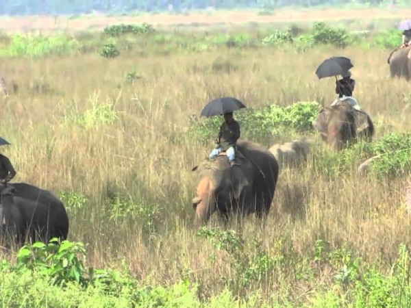 चितवन राष्ट्रिय निकुञ्ज घुम्ने पर्यटकको संख्या घट्यो