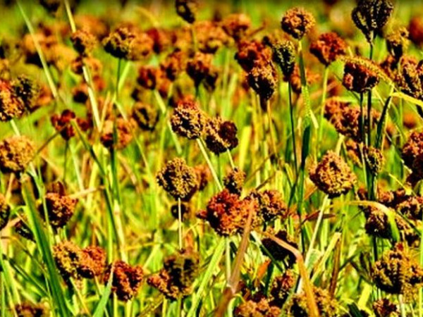 उदयपुरमा कोदो उत्पादन बृद्धि