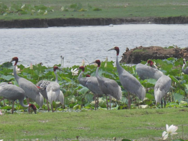 सारस चराको मुख्य रोजाइमा पर्दै लुम्बिनी