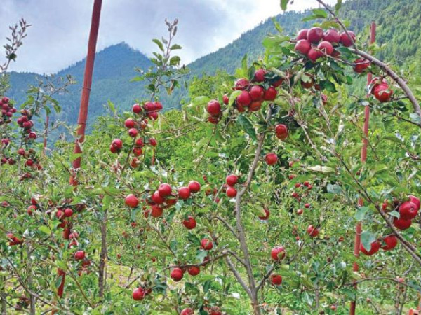 मुस्ताङ जिल्लामा छिटो पाक्ने स्याउ टिप्न सुरु