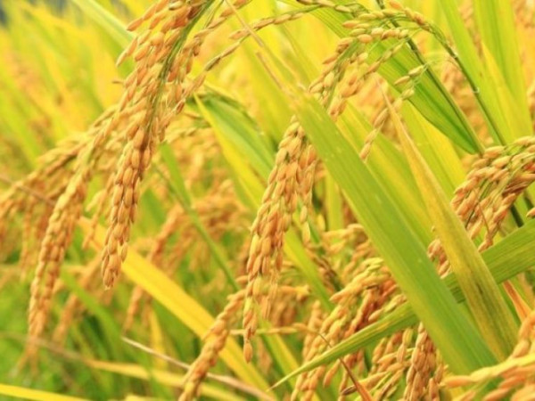 बाँकेका किसानलाई धान भित्र्याउने  चटारो