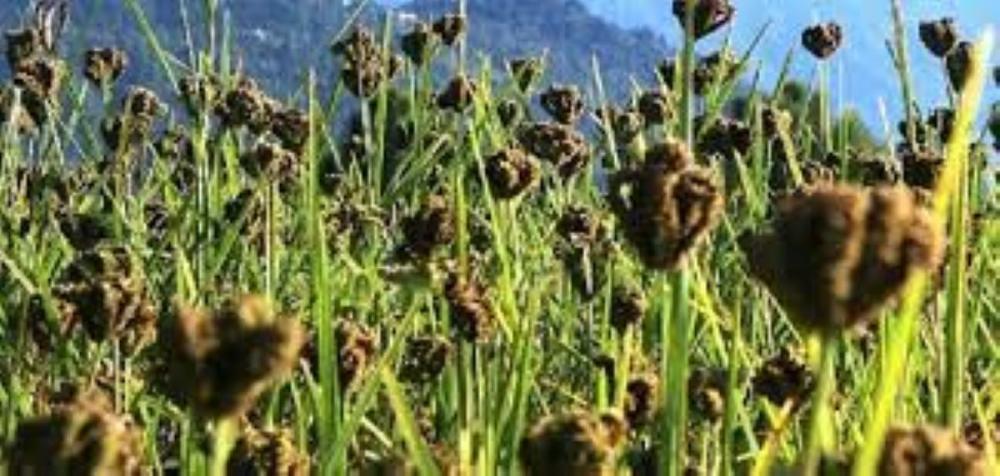 कोदोबालीलाई खुम्रे कीराले सखाप पारेपछि किसान चिन्तित 