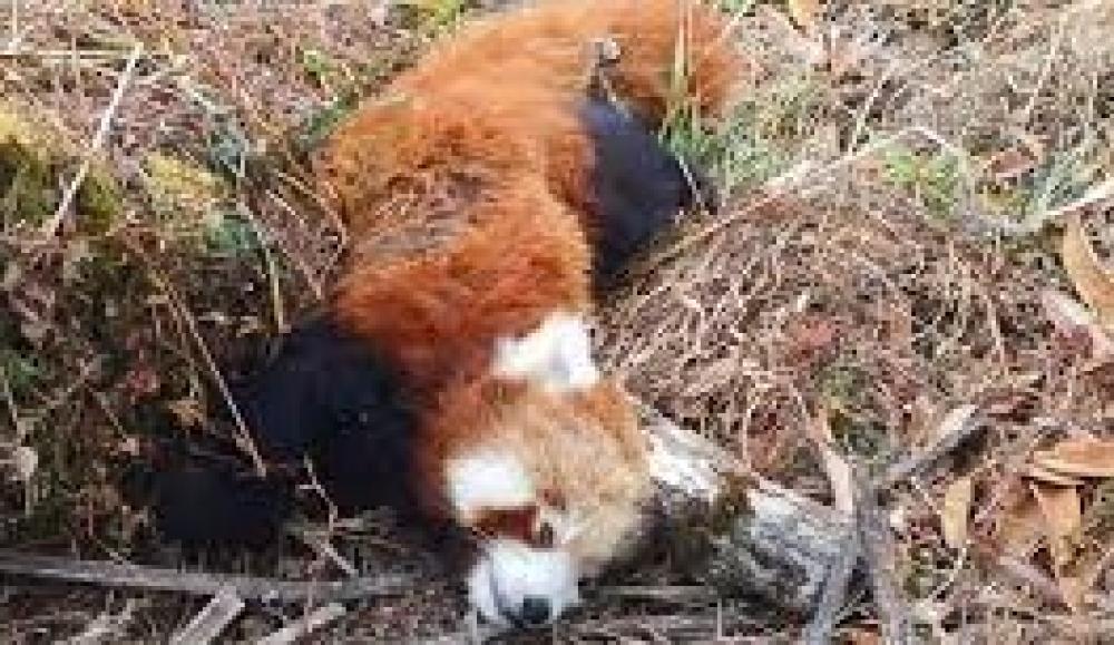 लोपोन्मुख वन्यजन्तु पोथी रेडपान्डा मृत फेला  