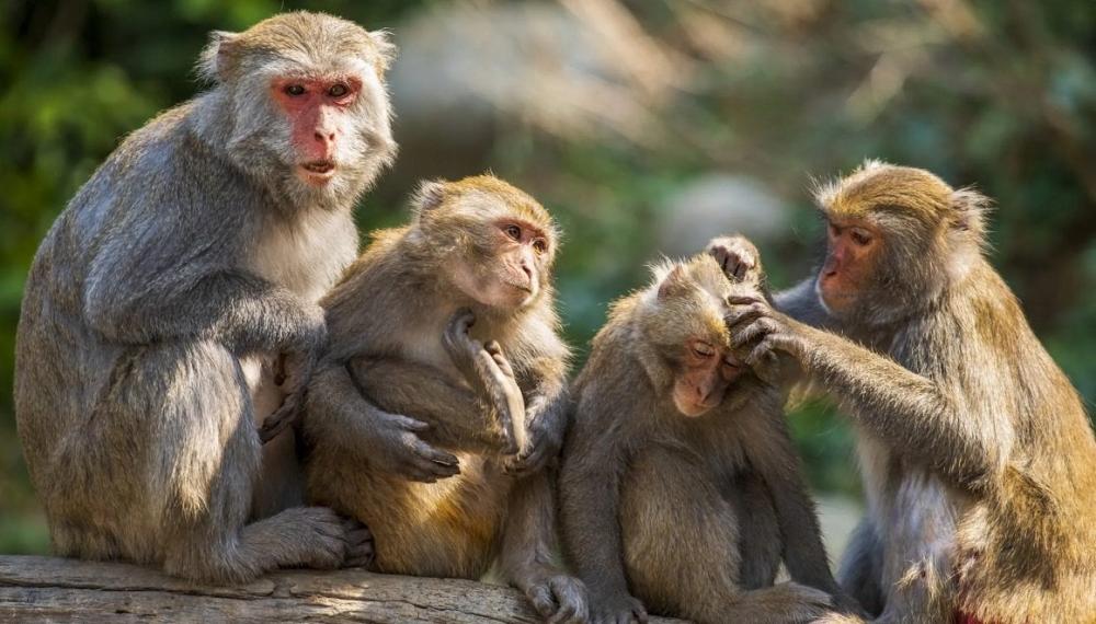 बाँदरको आतंक भएपछि घर वरपरका  रुख काट्न वडा अध्यक्षले चलाए अभियान